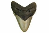 Fossil Megalodon Tooth - North Carolina #167036-1